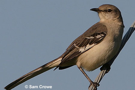 Mockingbird picture
